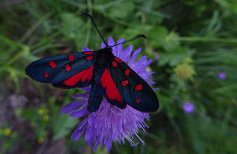 Zygaena transalpina - Zygaenidae